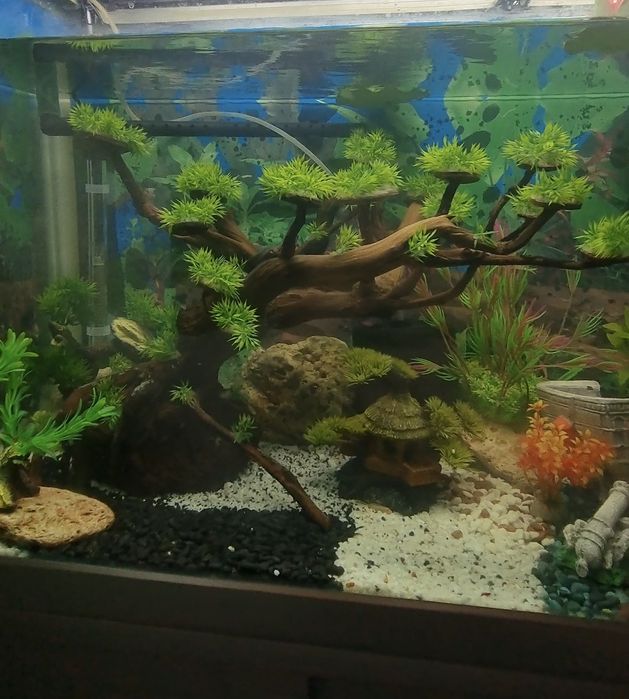 Бонсай за аквариум за Варна