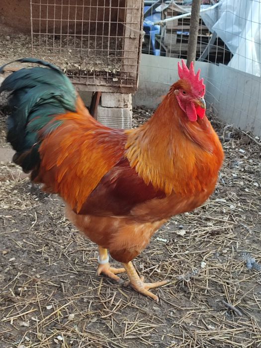 Ouă găini new hampshire negru