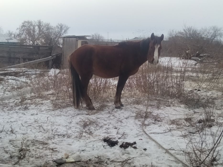 Продам лошадь 4 года