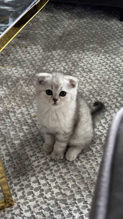 Scottish fold / straight -  3 oylik - Parodasi toza