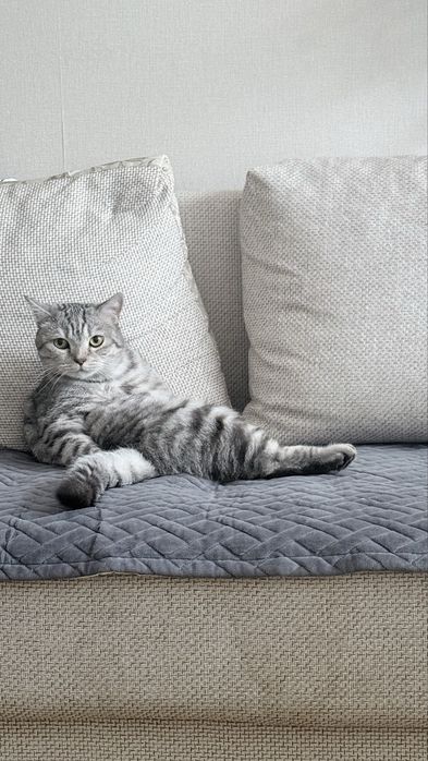 Кот мальчик 9 месяцев найденыш