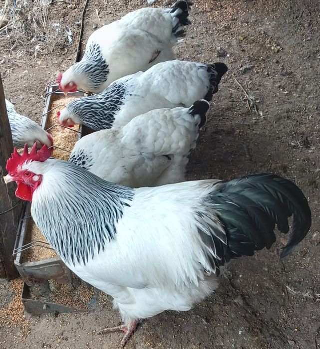 Ouă incubat sussex herminat deschis