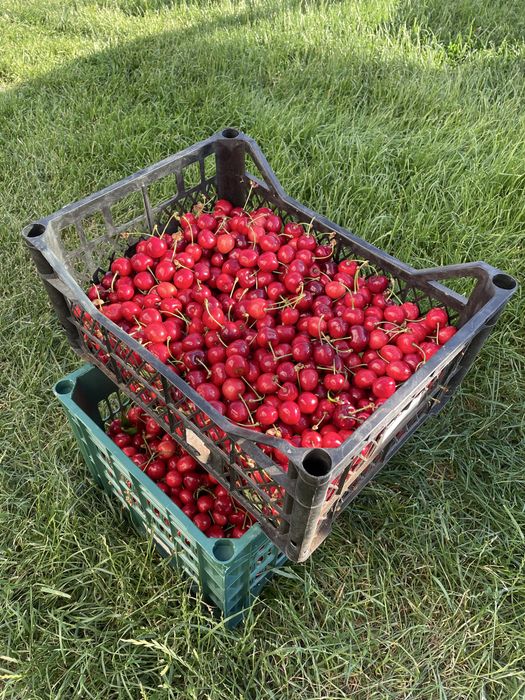 Cireșe proaspete și dulci, direct din livadă!