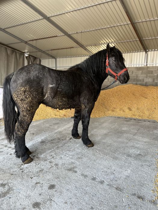 Vand armasar de un an jumate