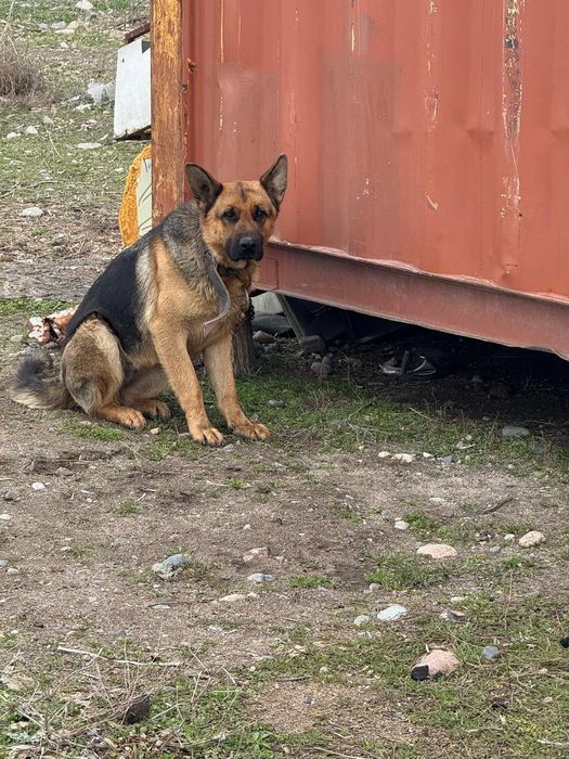 Продается овчарка самка