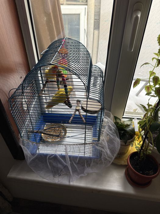 Продам неразлучников фишиера 4 мес