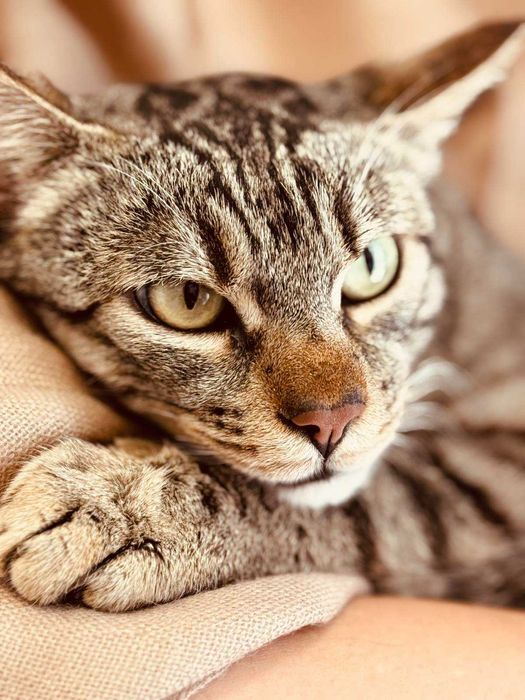 Мъжко коте търси дом