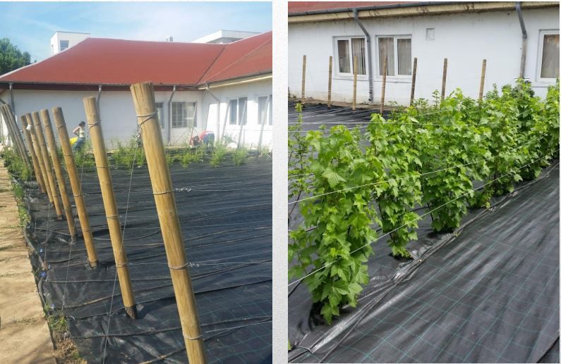 FOLIE MULCIRE/Agrotextil,AntiBuruieni, 100gr/mp,Marcaje Verzi,Garantie