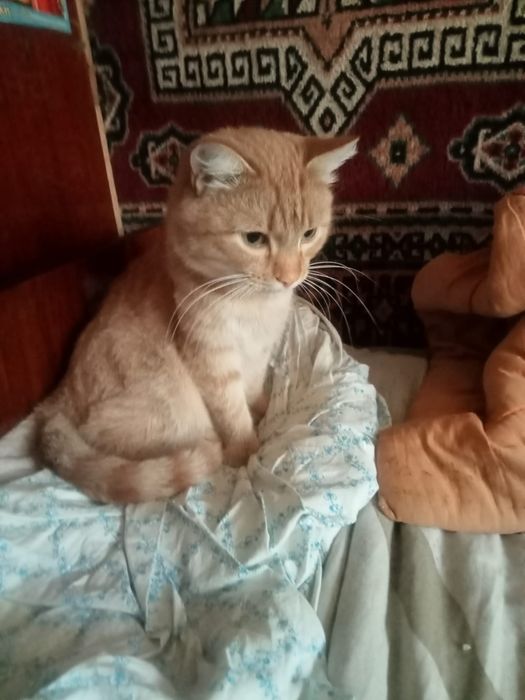 Рыжий котик ищет семью