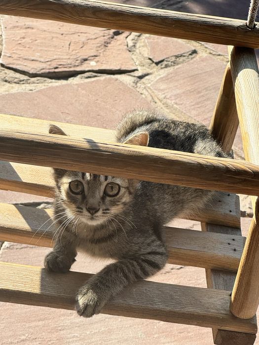 Кошки бесплатно