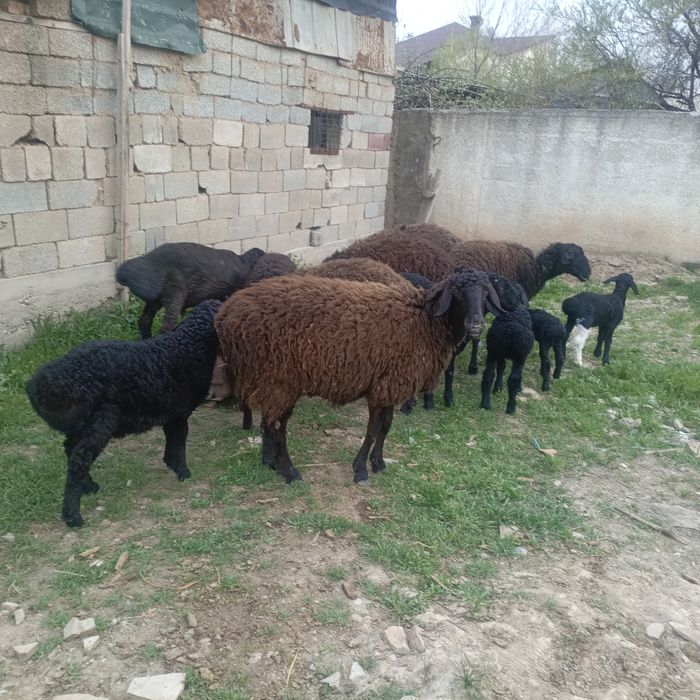 Қисары қозылы қой