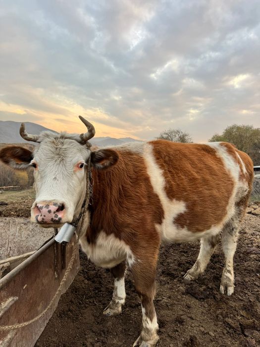Сиыр сатылады 3 тума