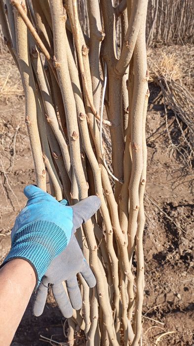 Yapon tut payvand qilingan