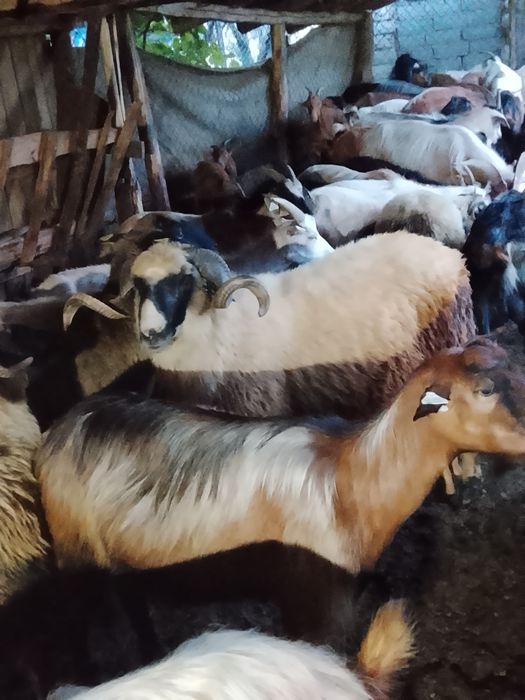 De  vânzare berbec mior
