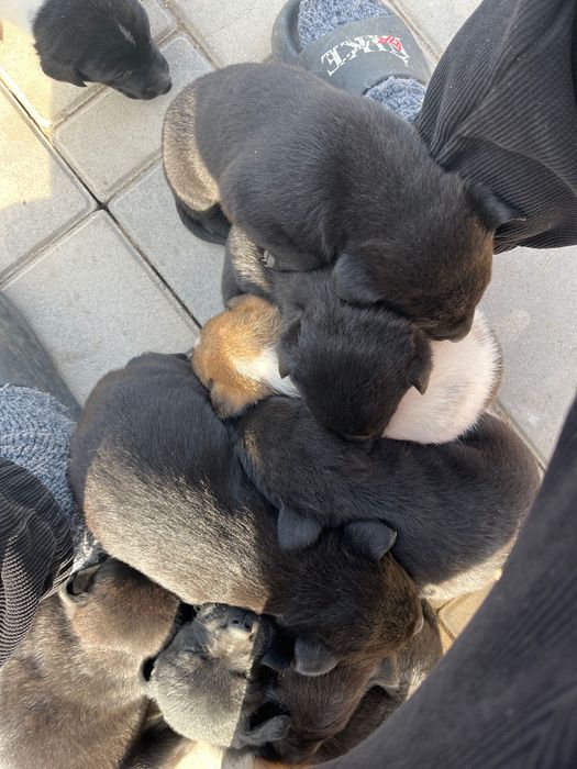 Лабрадор щенкы 1 ноября дата рождения