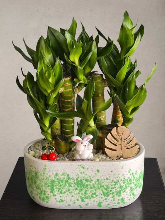 Бамбук драцена в огромном ассортименте