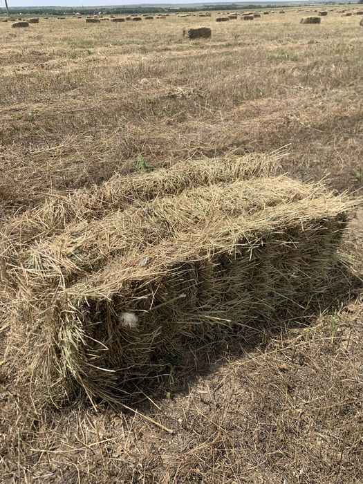 Продам сено летний покос