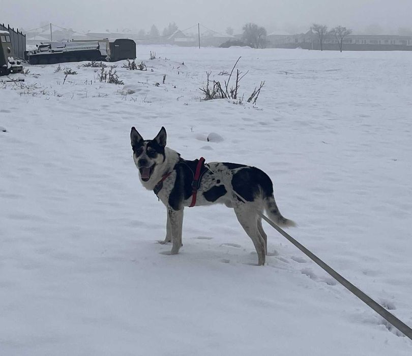 Умный и добрый Орео (1.5 года) в добрые руки. Паспорт есть!