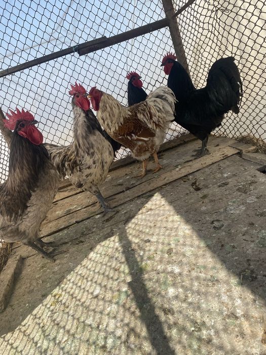 Vand cocoși de rasă