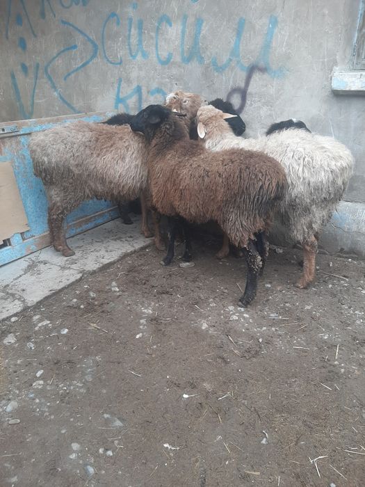 Кой сатылады 8 бас