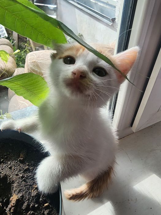 Котёнок в добрые руки