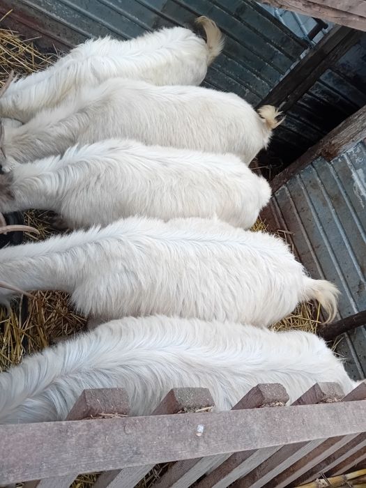 Patru capre si un tap