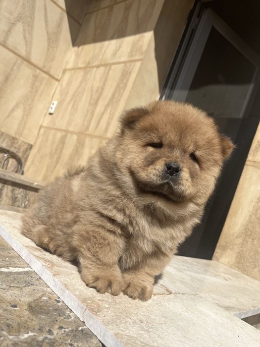 Pui chow chow disponibil