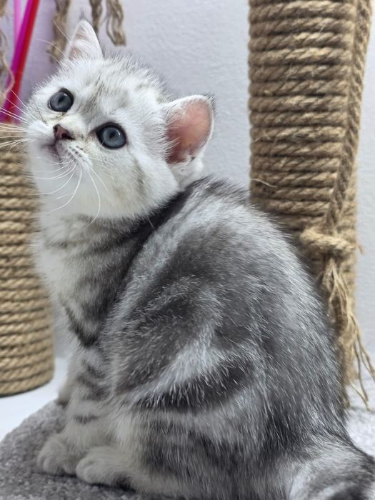 Котик и кошечка шотландские прямоухие