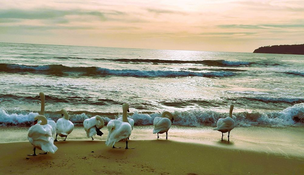 Дава се под наем Едностаен апартамент в Варна, Гръцка махала - 20 кв.м за 650 € - Снимка #11
