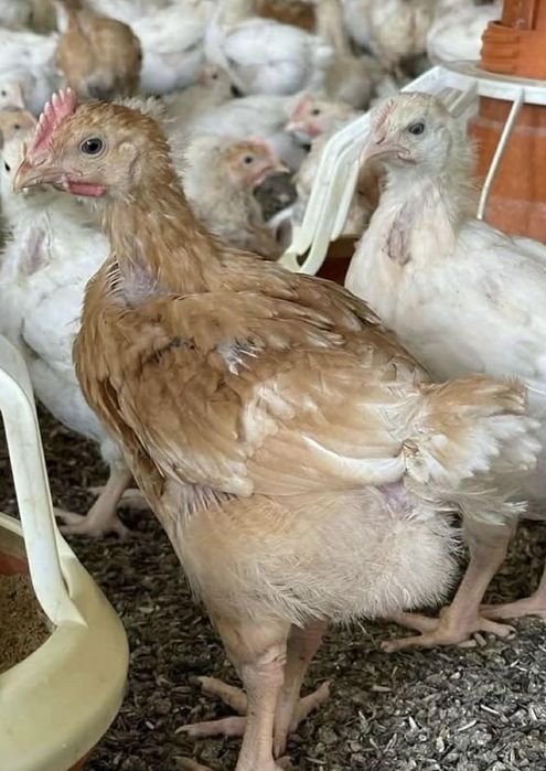 Ferma de pui Angro România