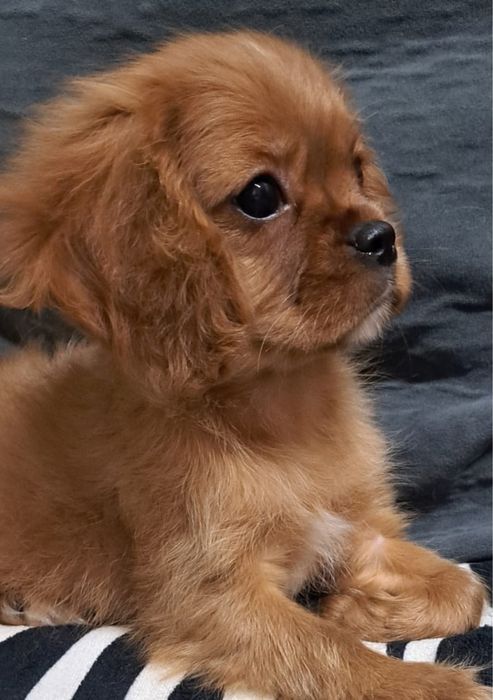 Продаются щенки Кавалер-Кинг Чарльз спаниель