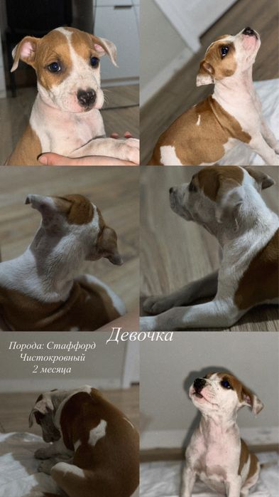 Продаю щенят в добрые, хорошие руки