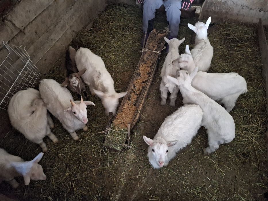 Продам Заинских козленков