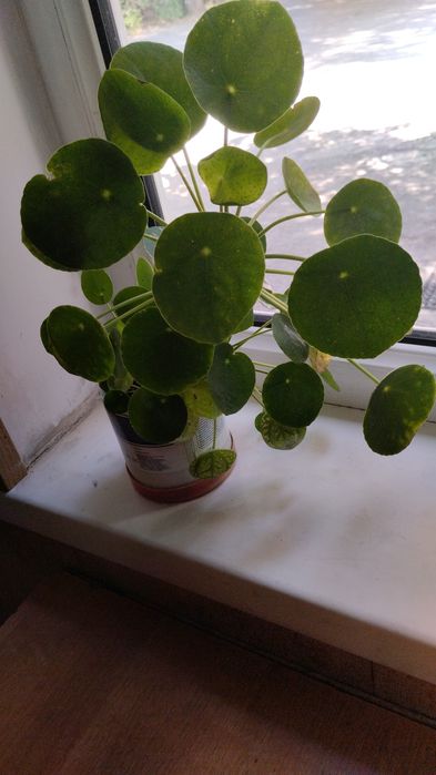 Продам комнатные цветы