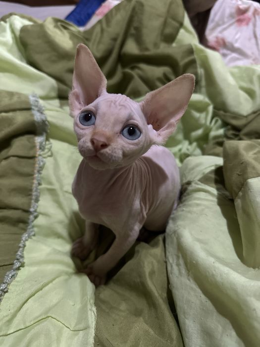 Котята Канадского сфинкса