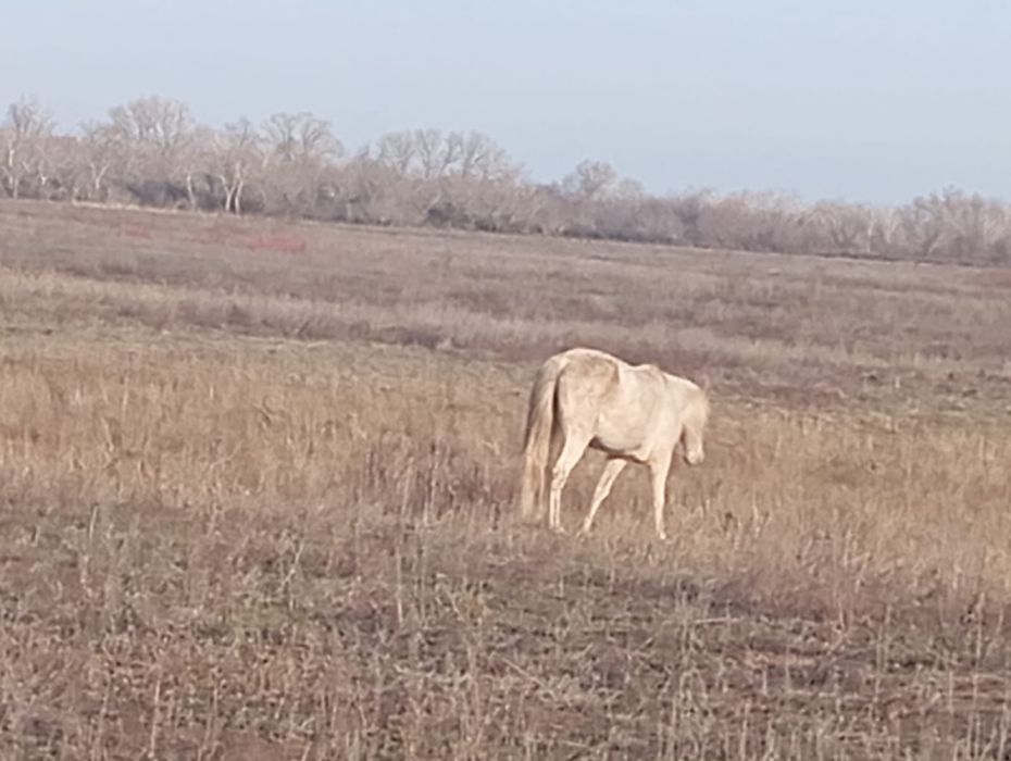 Биелер сатылады соғымға