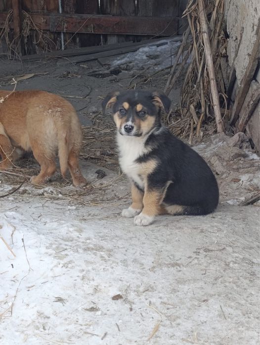 Щенки………………………….