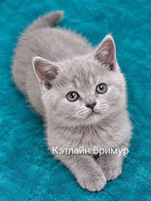 Британские котята!  Питомник!