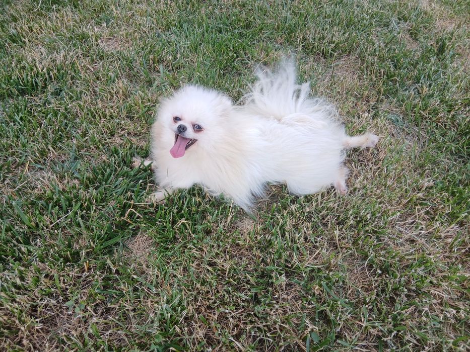 Pomeranian adult disponibil pentru o noua familie