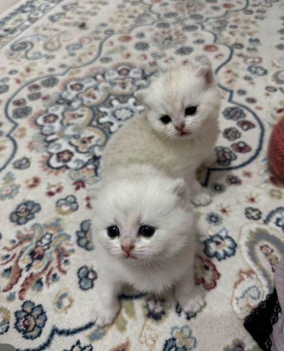 Продается шиншилы котята