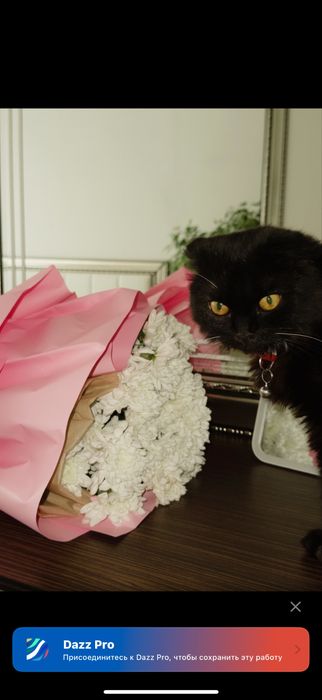 Кошка шотландская