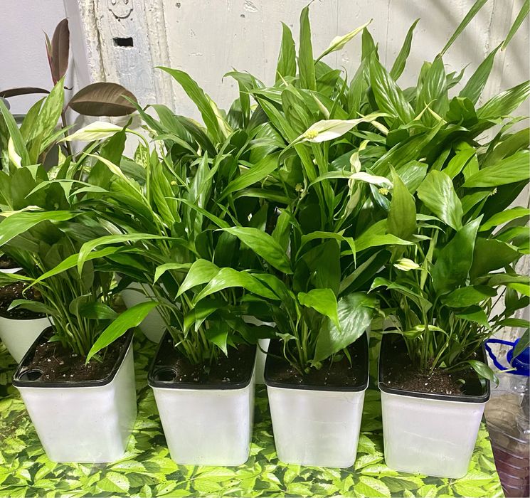 Цветок Спатифиллюм - Женское счастье