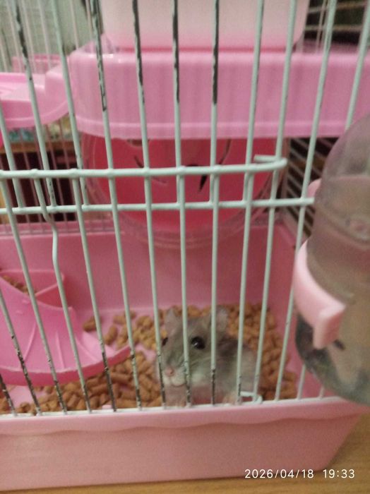 Хомяки джунгарики