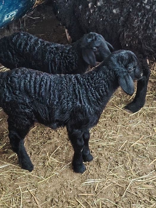 Ona bola qoylar sotiladi