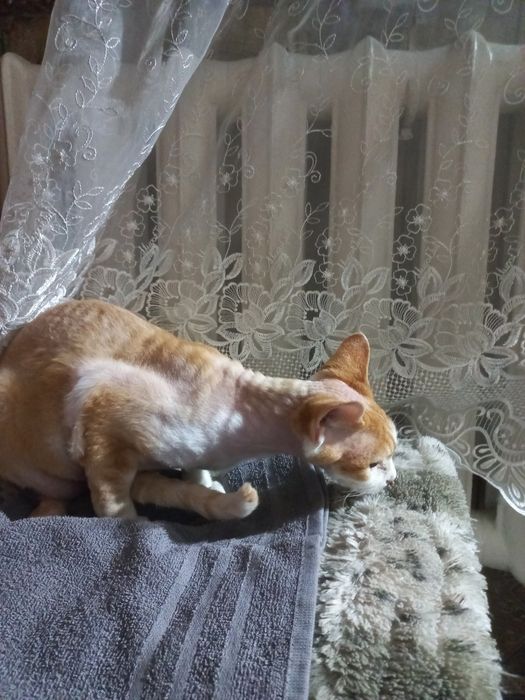 Котёнок Девон Рекс