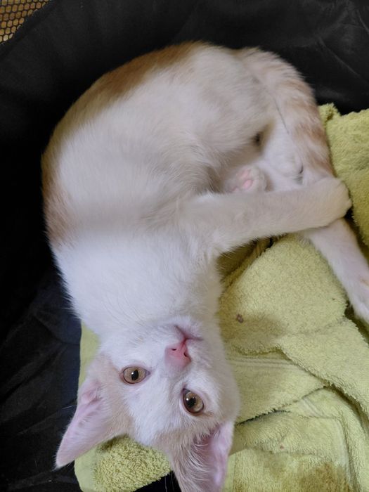 Котенок в добрые руки