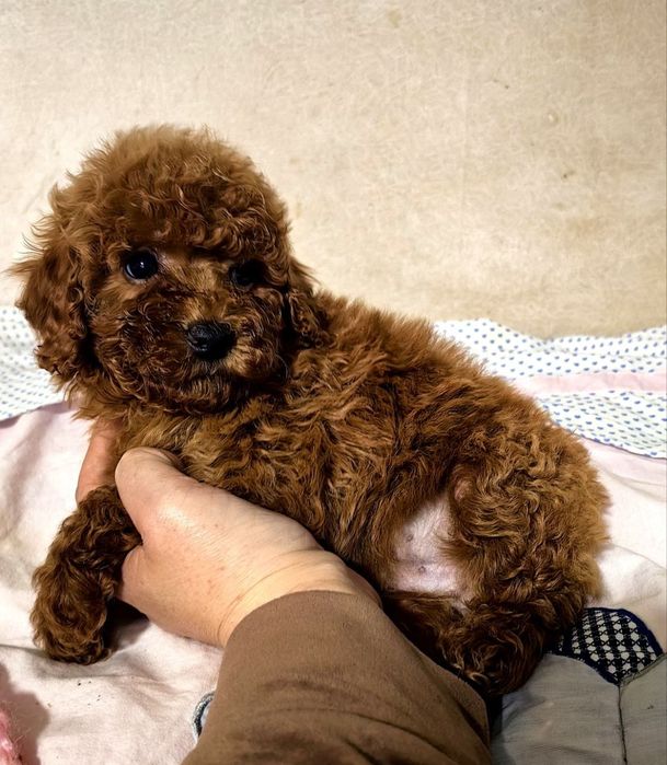 Мальчики и девочка мальтипу F1, Ред Браун.