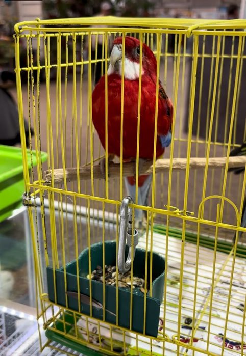 Розелла гранатовый певчии попугай