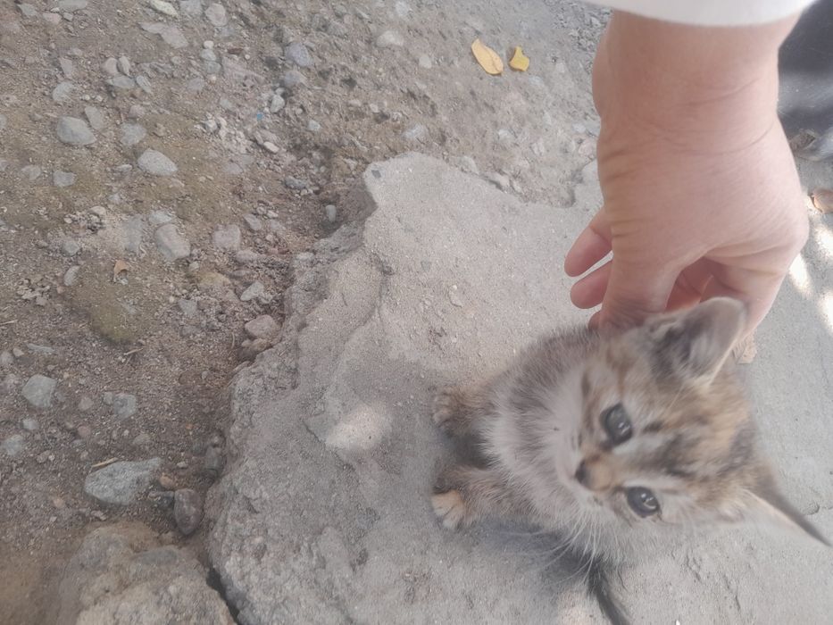 Котята бесплатно отдам