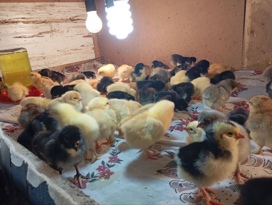 Jujalar sotiladi 3 kunlikdan 1 oylikkacha